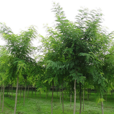 基地直銷優(yōu)質(zhì)國槐 綠化景觀苗木 國槐小苗批發(fā) 優(yōu)質(zhì)綠化苗 可實地看苗 禾禾苗木圖片_高清圖_細(xì)節(jié)圖-泰安市岱岳區(qū)禾禾苗木專業(yè)合作社