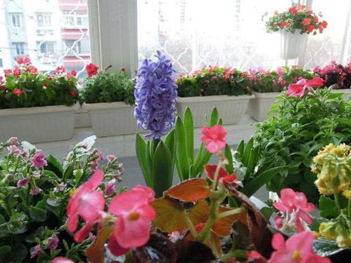 這4種花卉盆栽養得好,開花漂亮,花色艷麗,適合裝飾室內