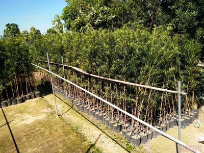【羅漢松培養基地、羅漢松小苗直銷、質優價廉】綠化苗木,價格,廠家,供應商,花木,龍海市東泗興輝園藝場 - 產品庫