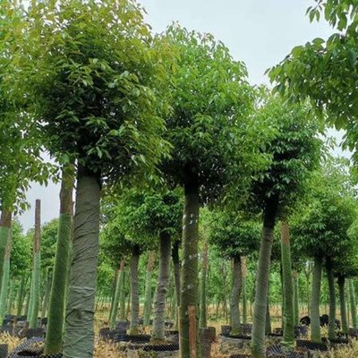 10-30公分香樟樹基地批發(fā)價格 胸徑30公分大葉香樟 優(yōu)質香樟樹 紅成苗木
