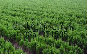 供應沭陽龍柏價格江蘇龍柏價格龍柏報價_農副產(chǎn)品_世界工廠網(wǎng)中國產(chǎn)品信息庫
