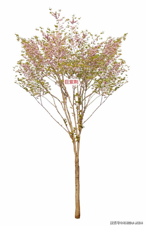 24種 四季春 系列紫荊樹苗木產品,助力打造精美紫荊園