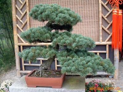 【綠化設計圖中的喬木與灌木之分】價格、產品供應,綠化設計圖中的喬木與灌木之分廠家批發-1024商務網