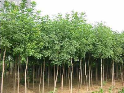 11公分白蠟樹(shù)苗基地-浩威苗木-13公分白蠟樹(shù)苗價(jià)錢(qián)