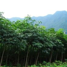  沭陽(yáng)縣狀元綠化苗木場(chǎng) 主營(yíng) 馬褂木 七葉樹 楓香