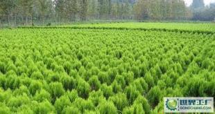 苗木-花木、柏球、花柏球、蜀檜球、大葉黃楊_農(nóng)副產(chǎn)品_世界工廠(chǎng)網(wǎng)中國(guó)產(chǎn)品信息庫(kù)