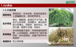 綠城集團(tuán)園林軟景苗木圖譜 林業(yè)種植全解析