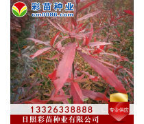 優(yōu)化苗木產(chǎn)品庫策略，提升園林綠化行業(yè)競(jìng)爭(zhēng)力
