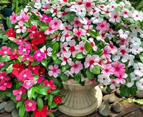 花期超長的4種花卉，一開花就是大半年，還好養