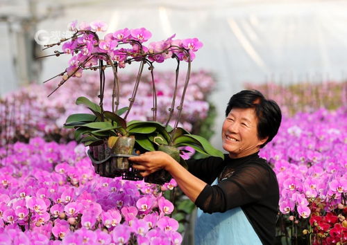美麗經濟綻放 年宵花市場再升溫，花卉種植迎新春