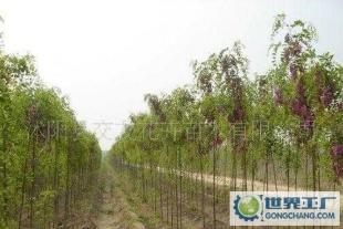 -綠化苗木-香花槐 規格齊全 規格不同價錢不同_農副產品_世界工廠網中國產品信息庫