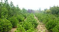 基地低價出售各種優質柳樹苗(垂柳、旱柳)[供應]_綠化苗木_世界工廠網中國產品信息庫